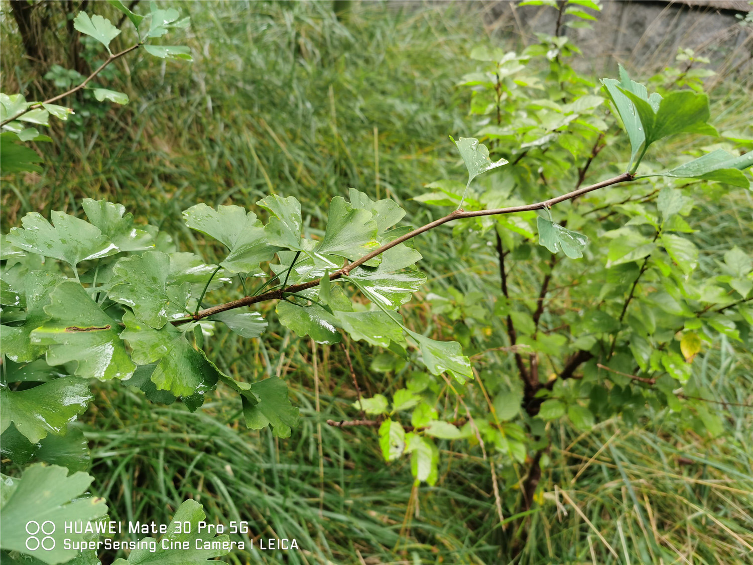 ginkgo tree