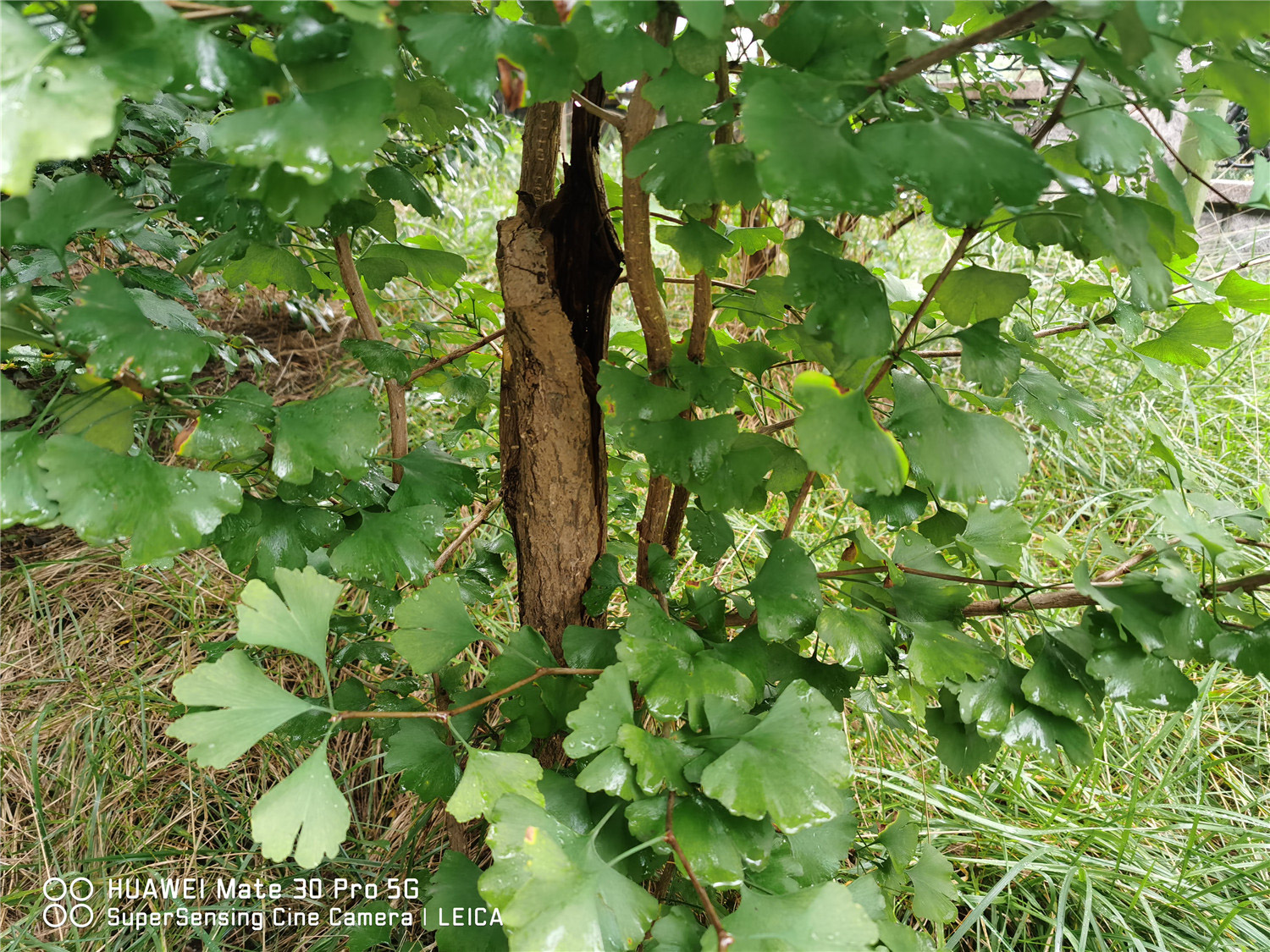 ginkgo tree