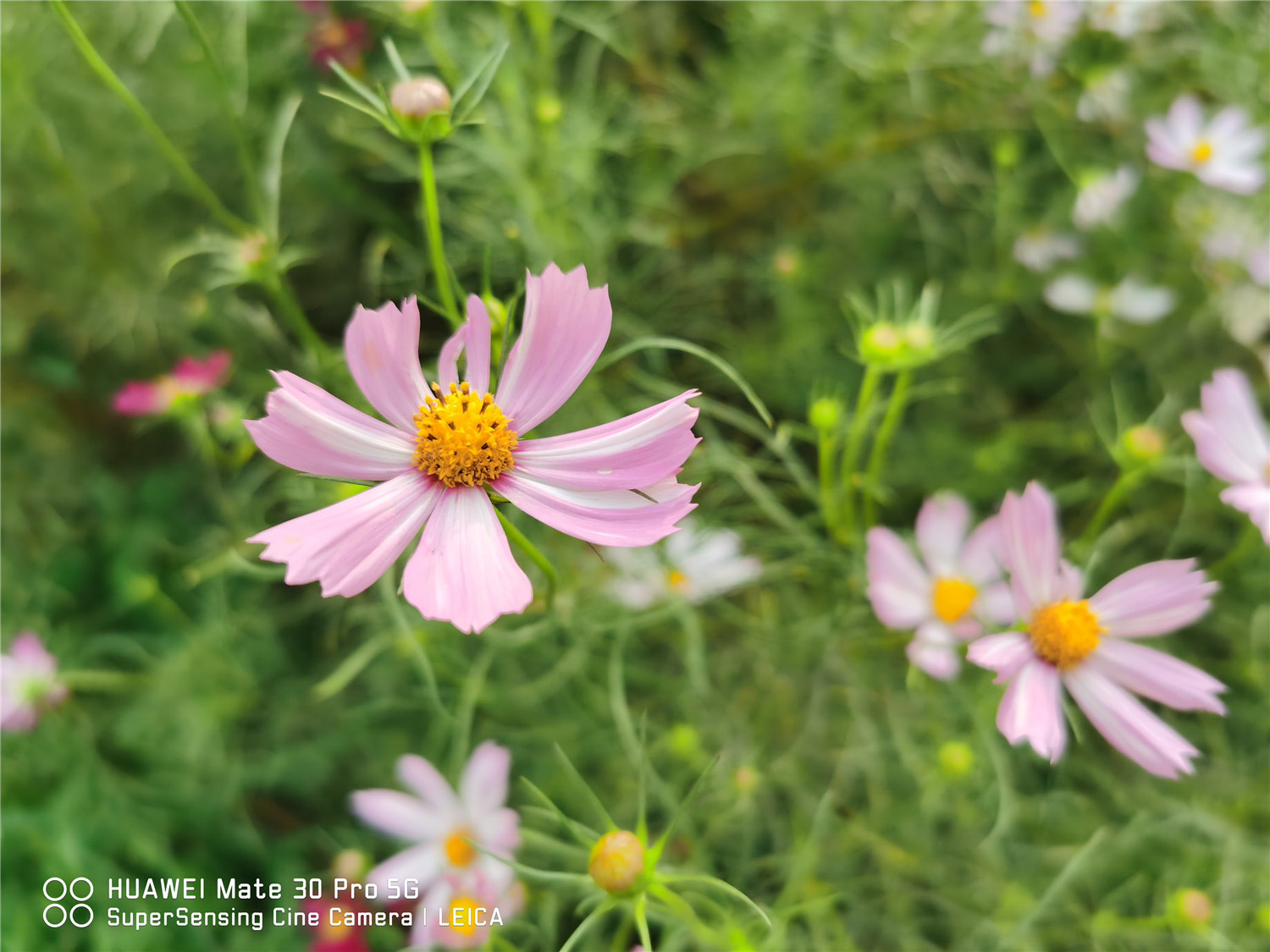 calliopsis