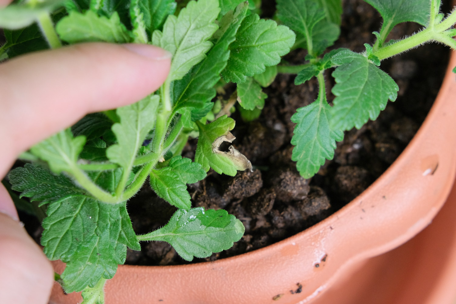 Verbena