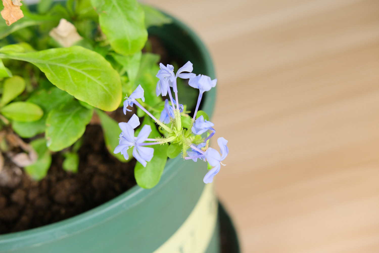 Plumbago Auriculata