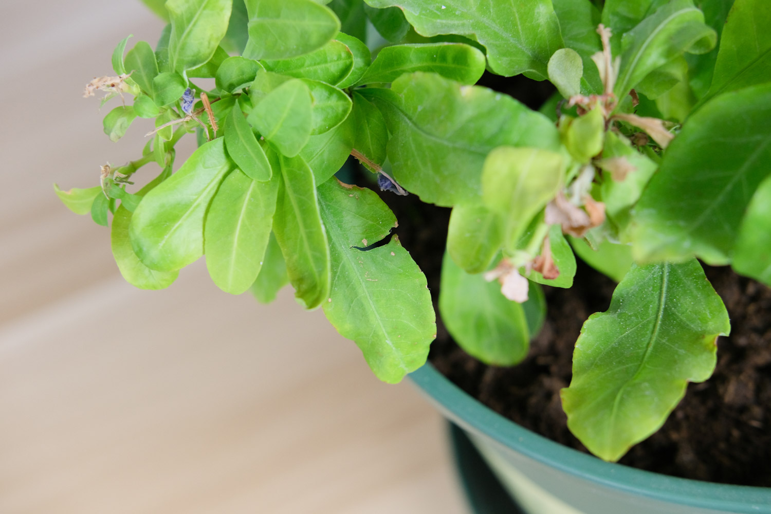 Plumbago Auriculata