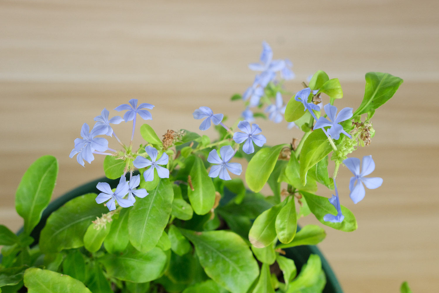 Plumbago Auriculata