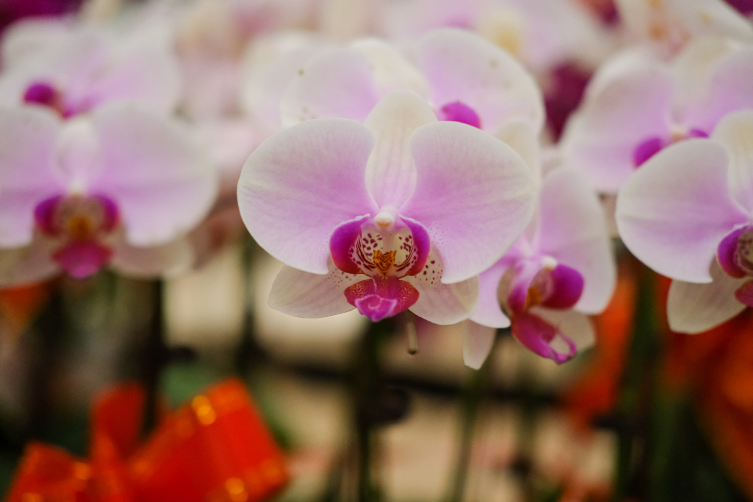 moth orchid