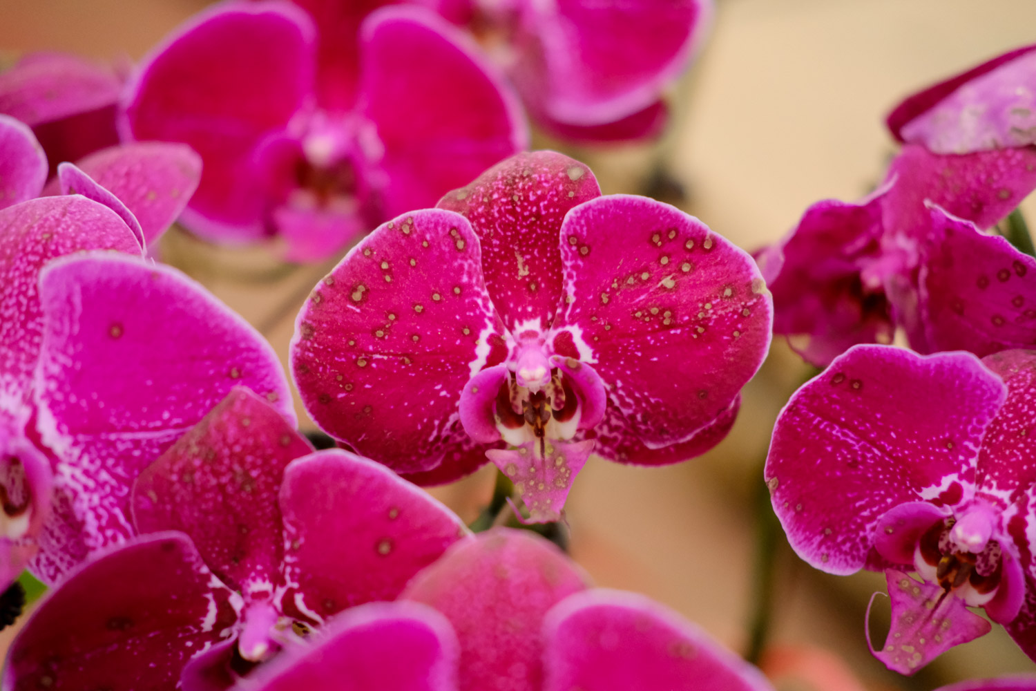 moth orchid