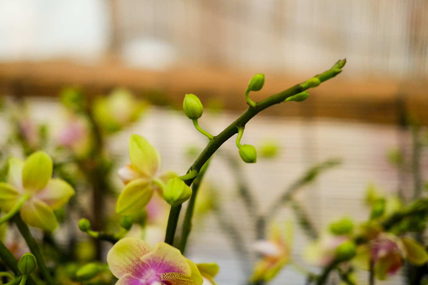 moth orchid