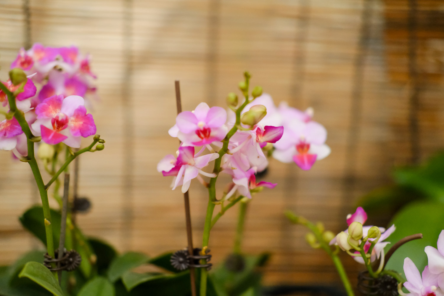 moth orchid