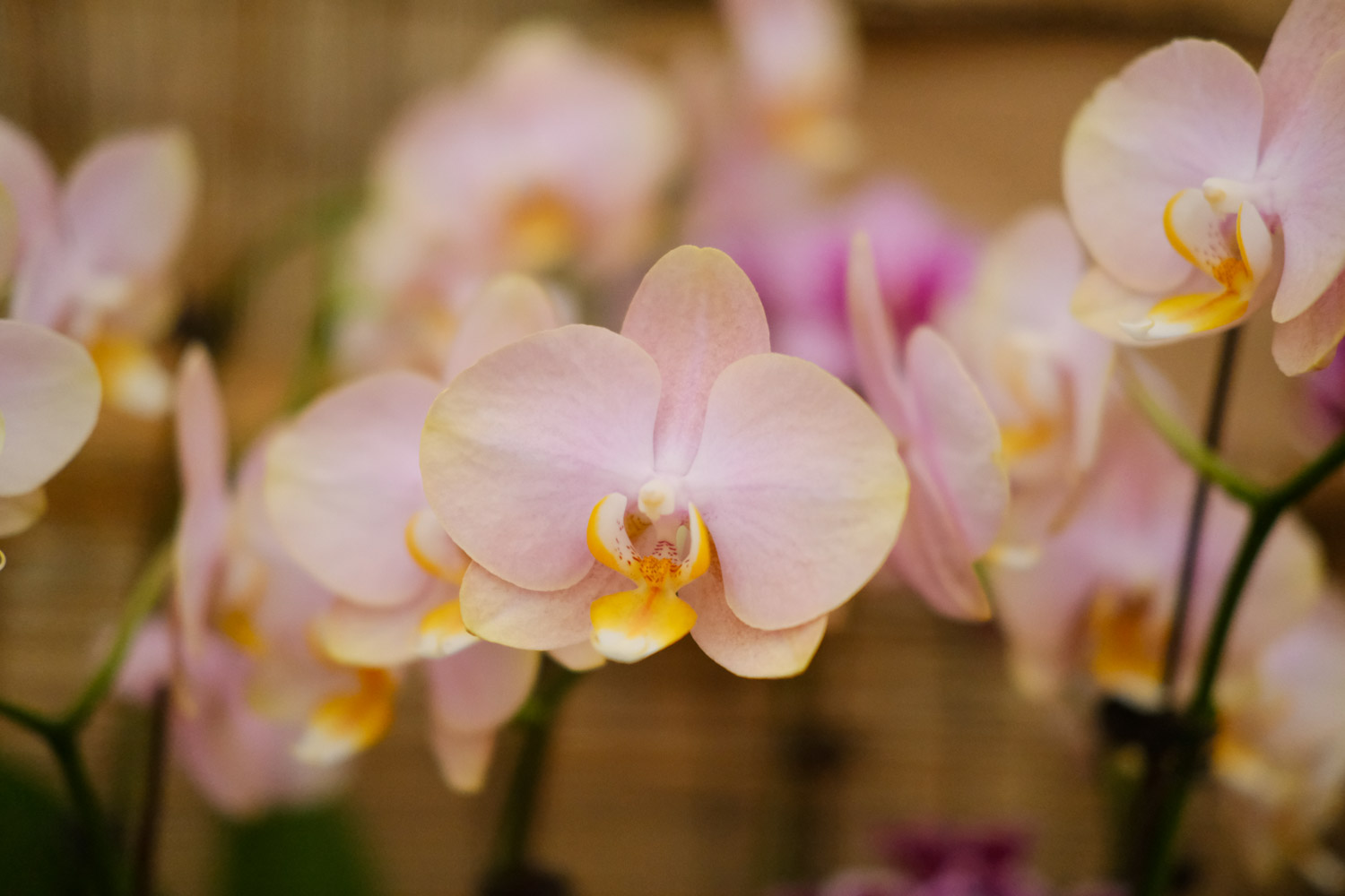 moth orchid