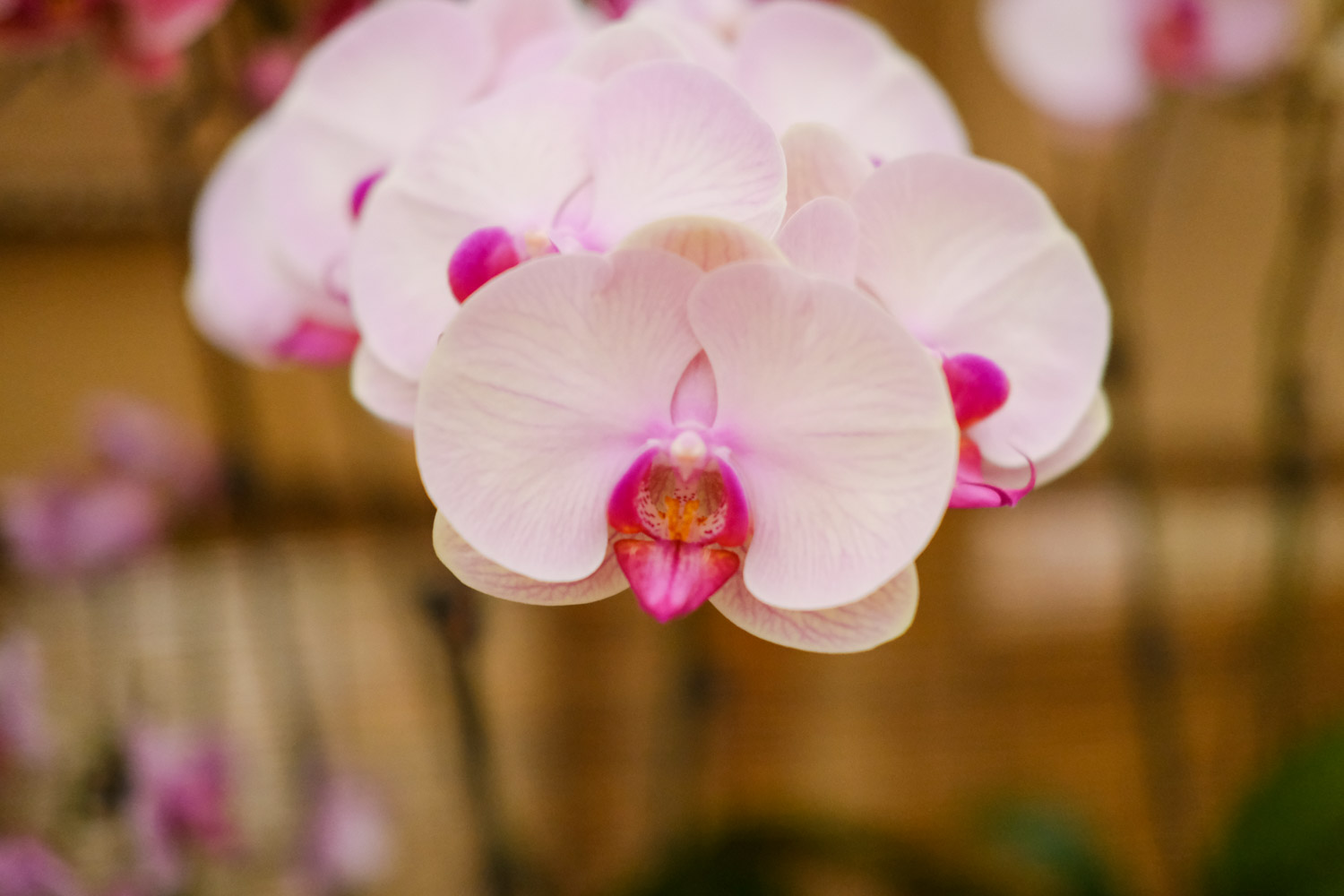 moth orchid