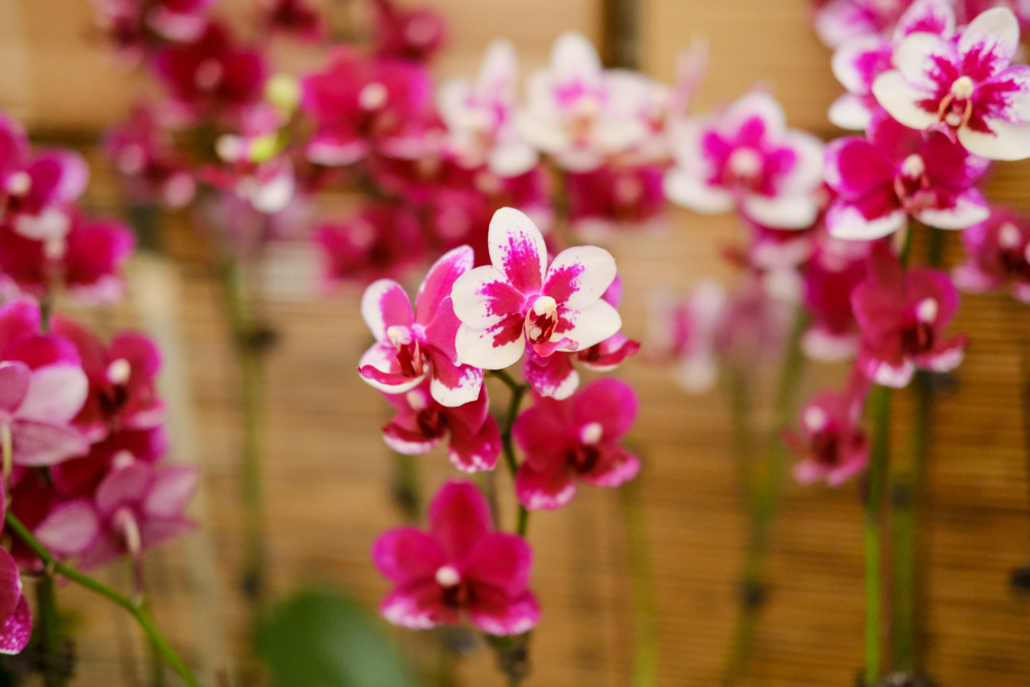 moth orchid