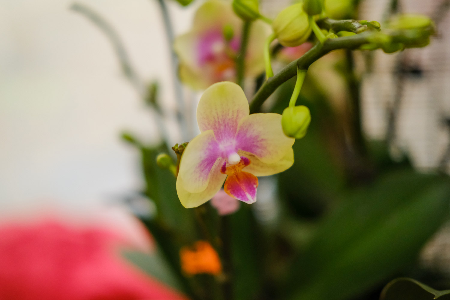 moth orchid