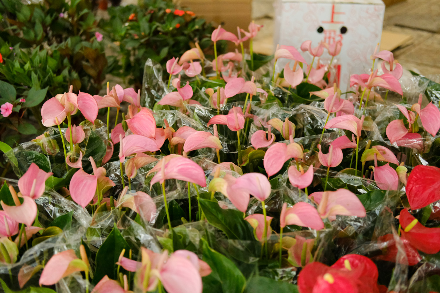 anthurium andraeanum