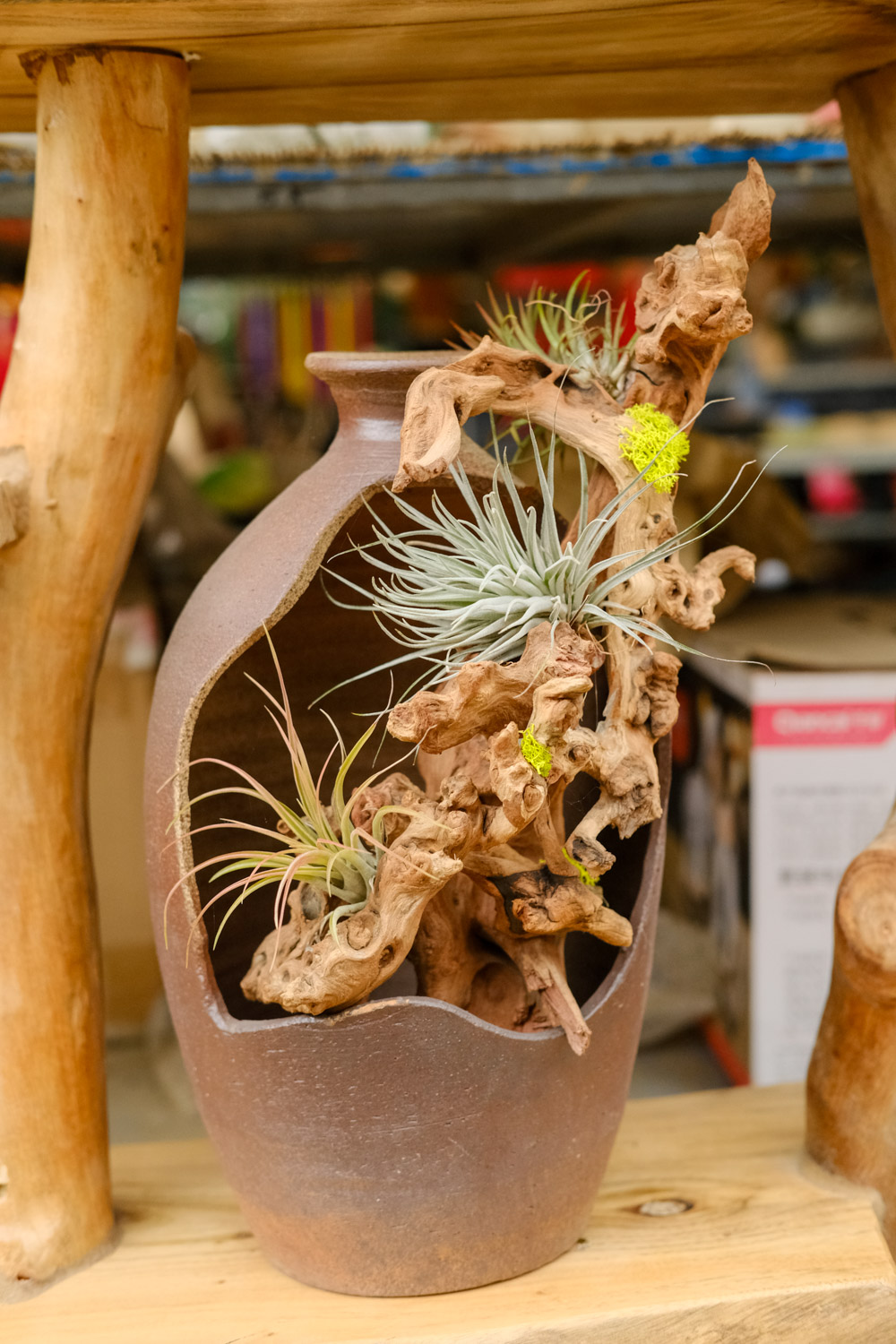 Tillandsia