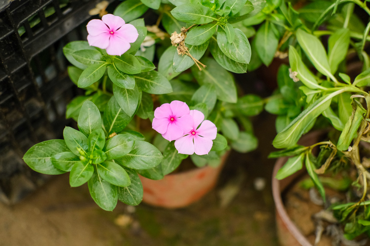 Madagascar rosy periwinkle