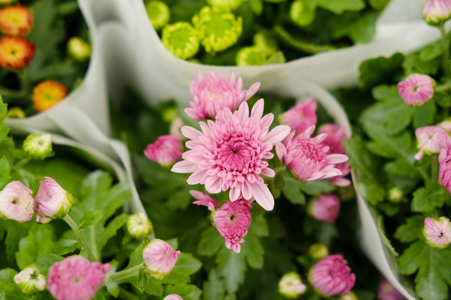 Chrysanthemum