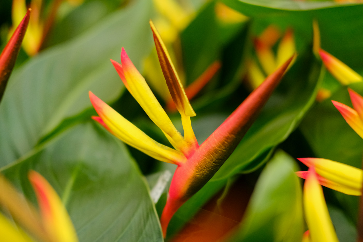 Bird of Paradise