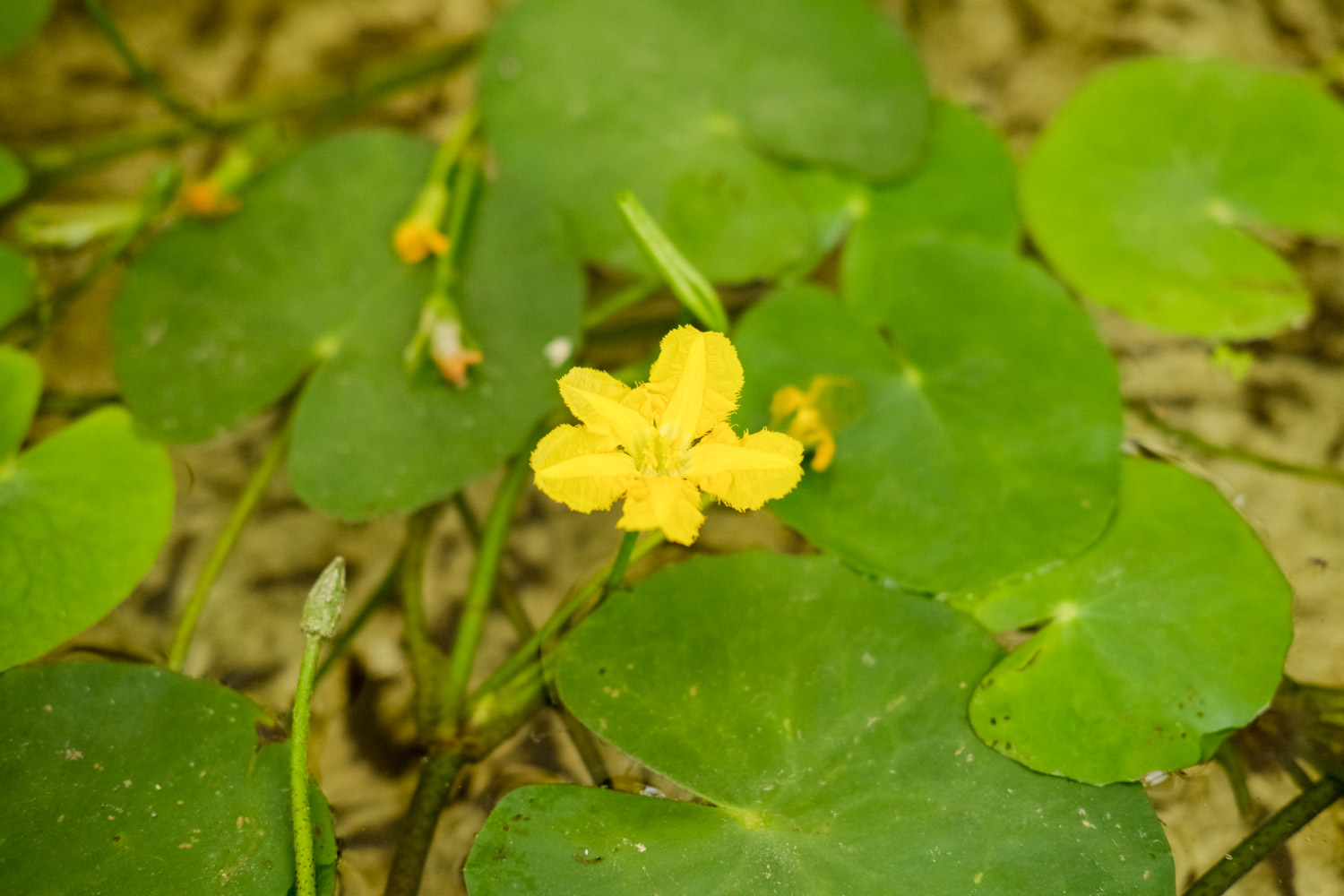 Watercress