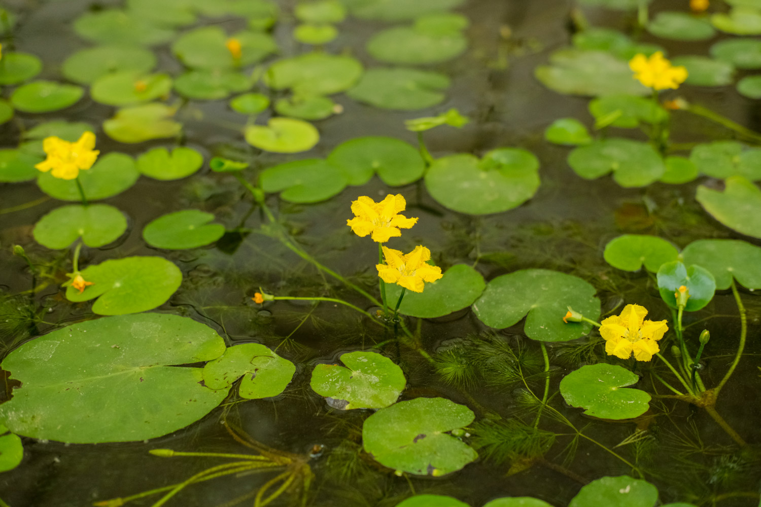 Watercress