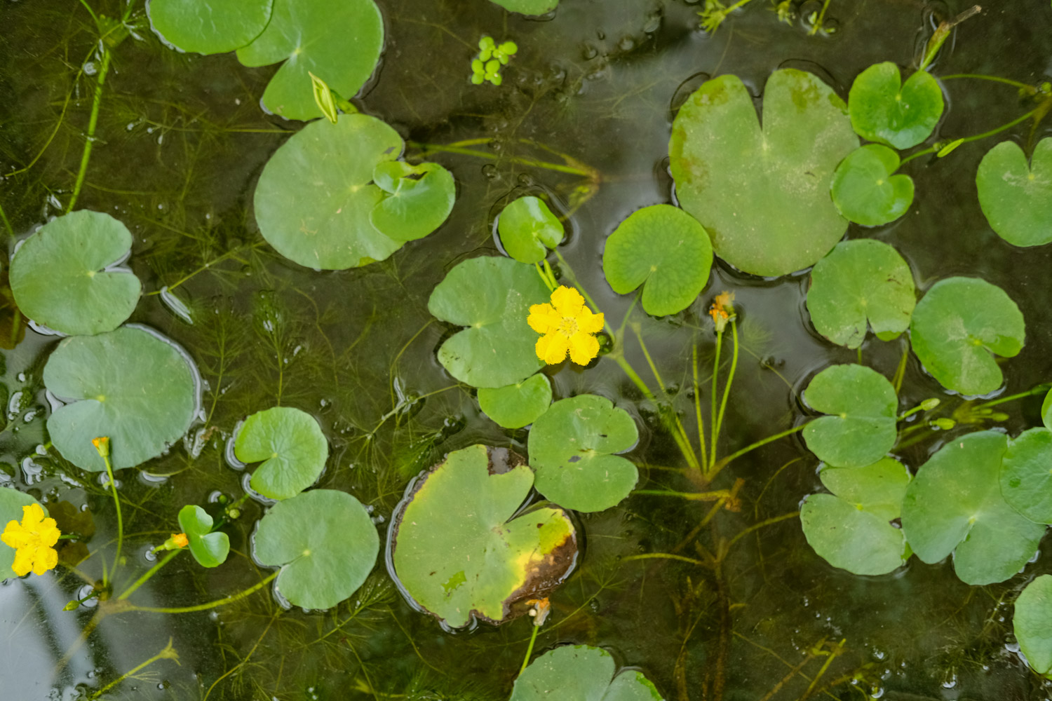 Watercress