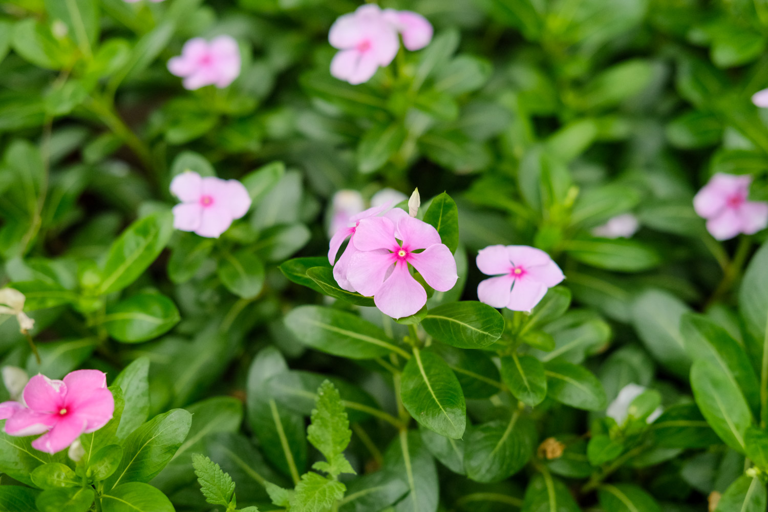 Madagascar rosy periwinkle