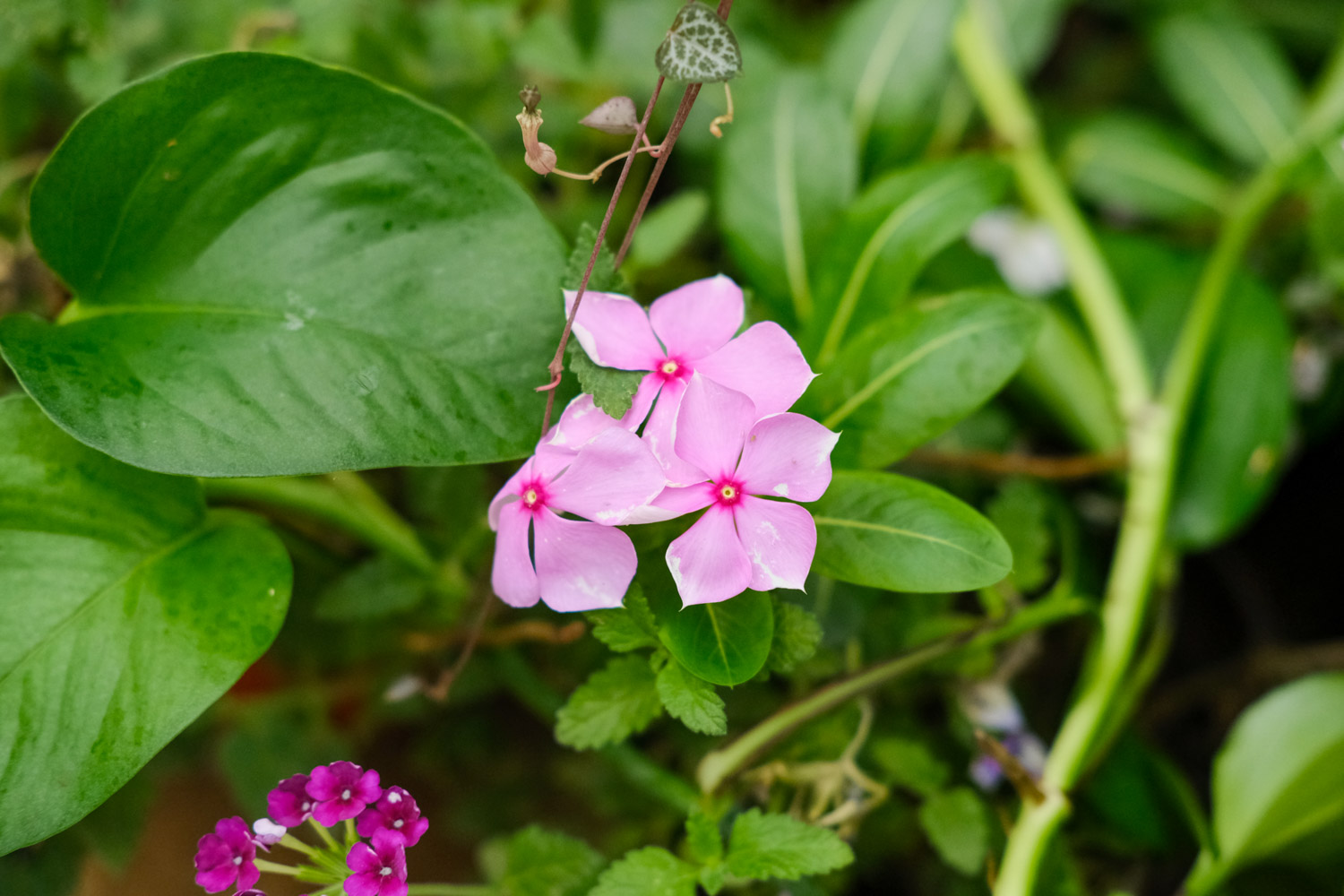 Madagascar rosy periwinkle