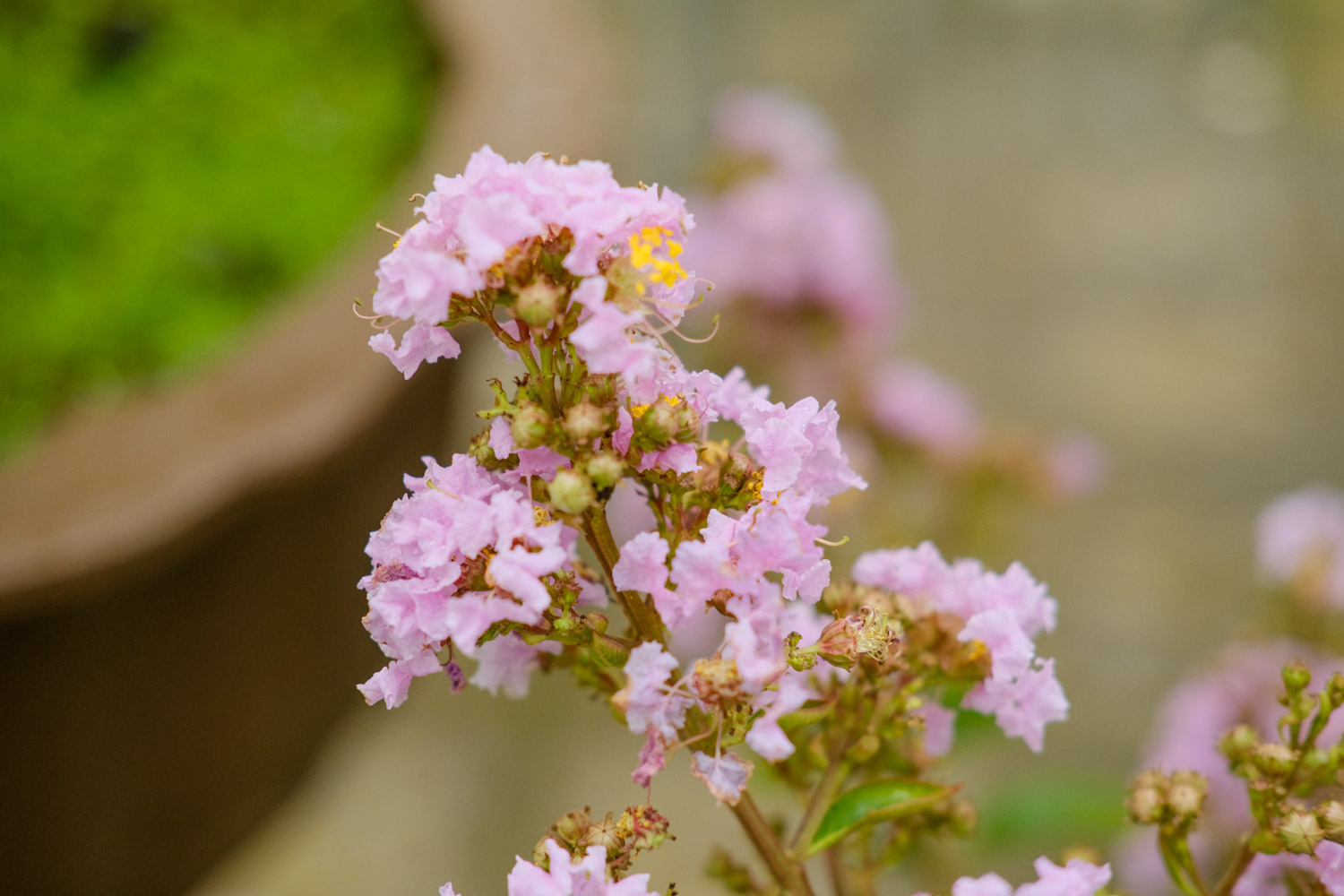 Crape myrtle