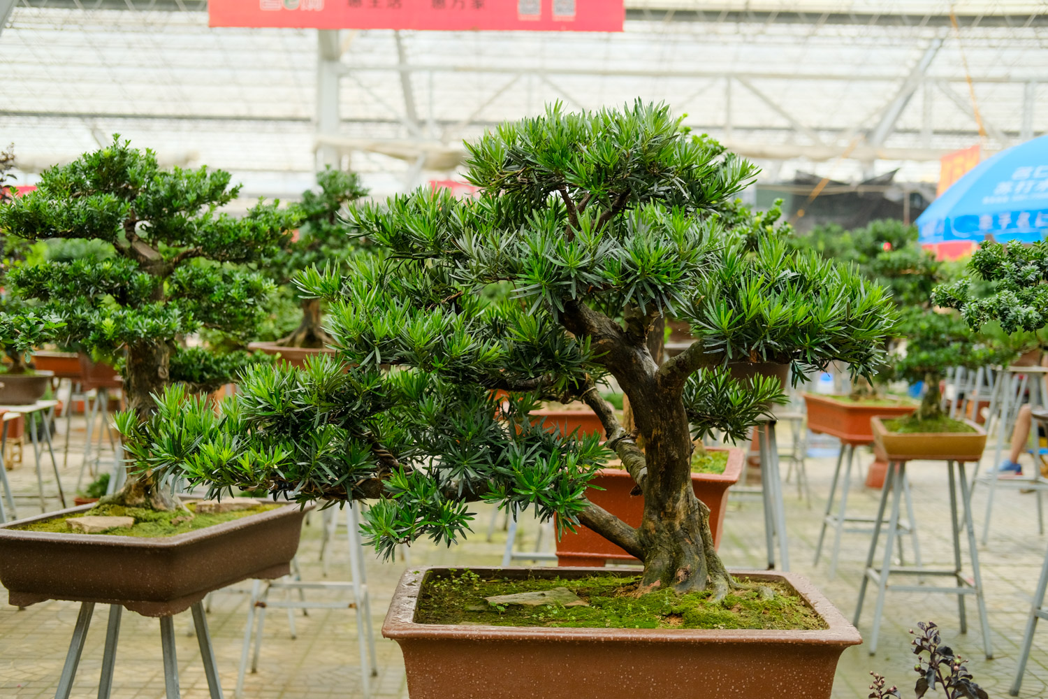 Podocarpus