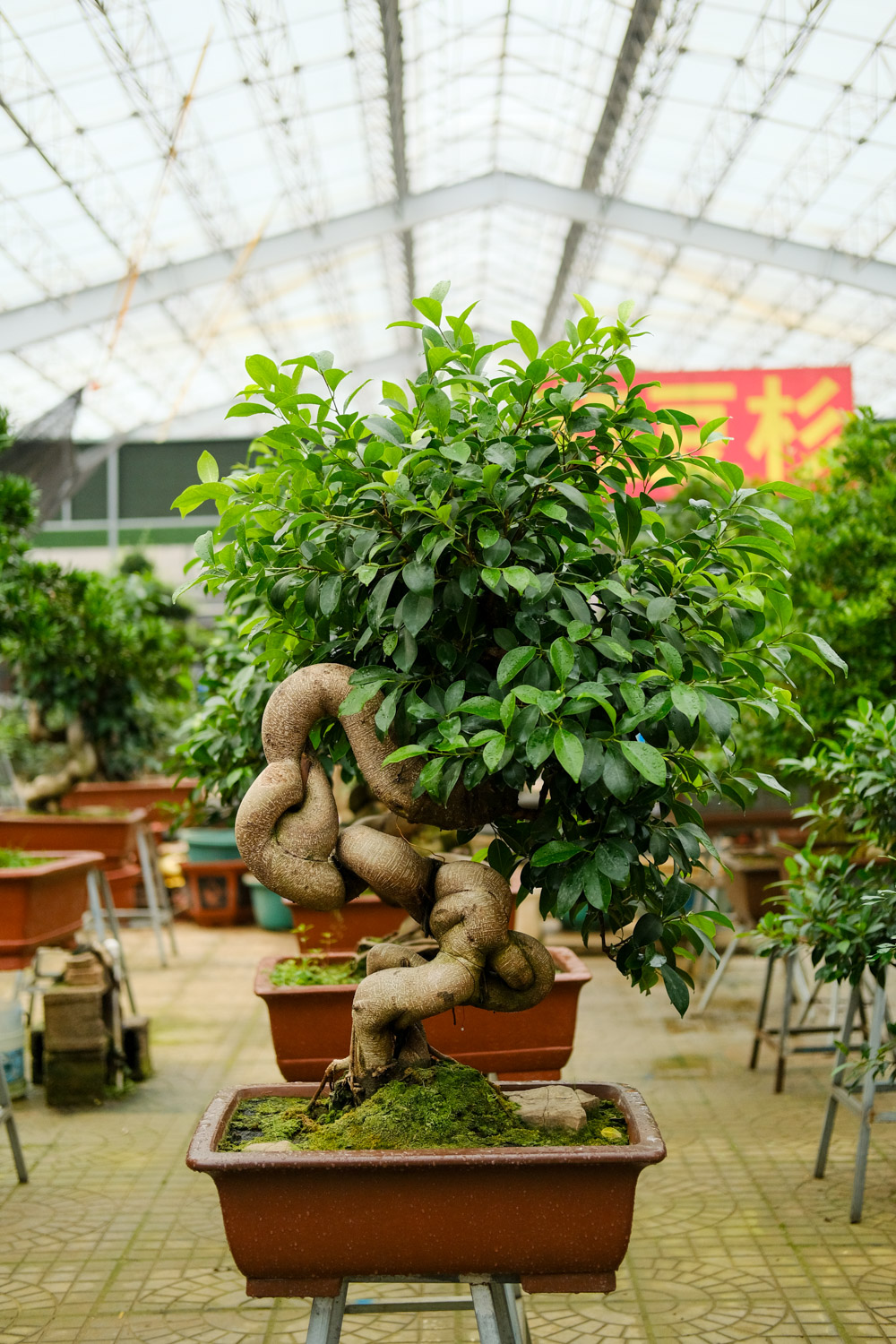 Ficus microcarpa