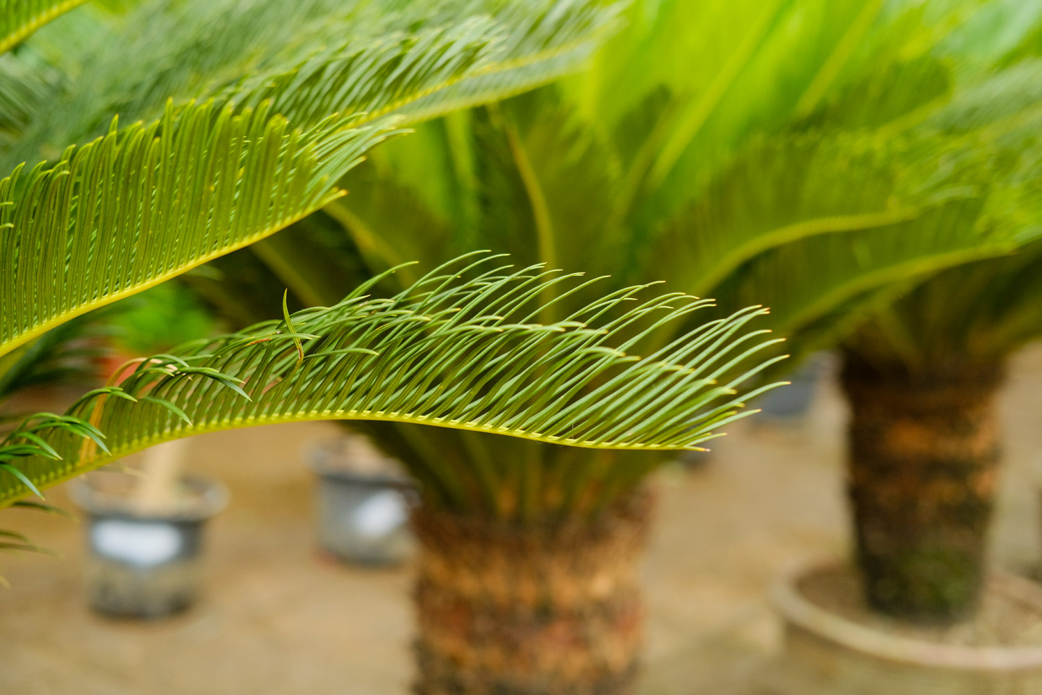 Sago cycas