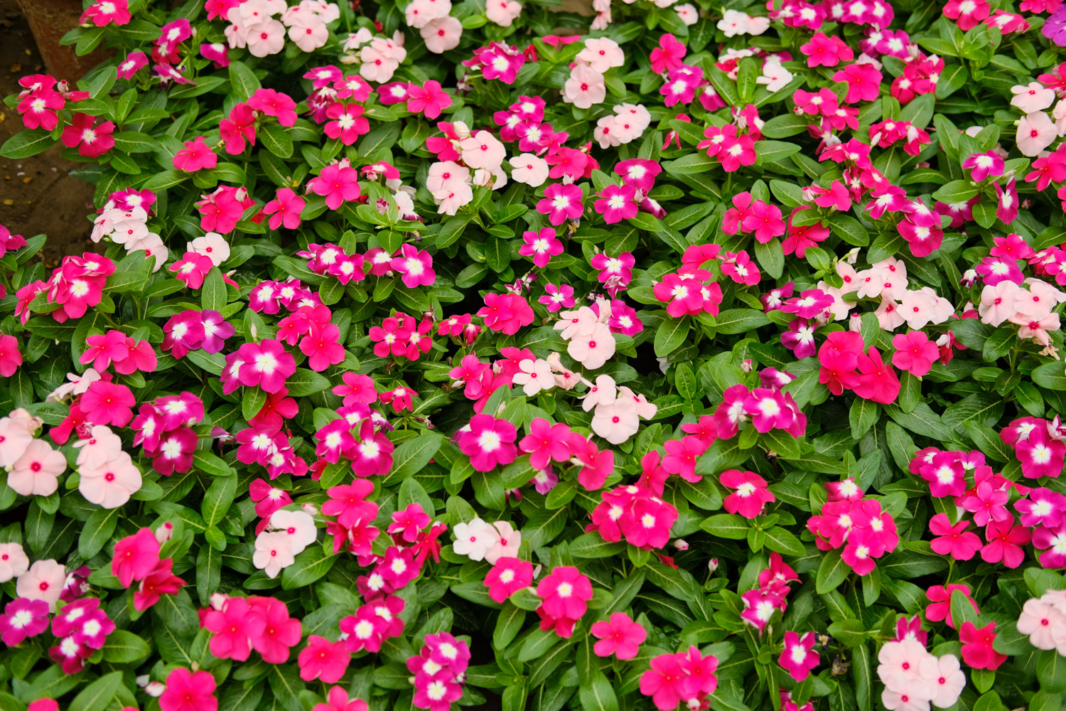 Madagascar rosy periwinkle