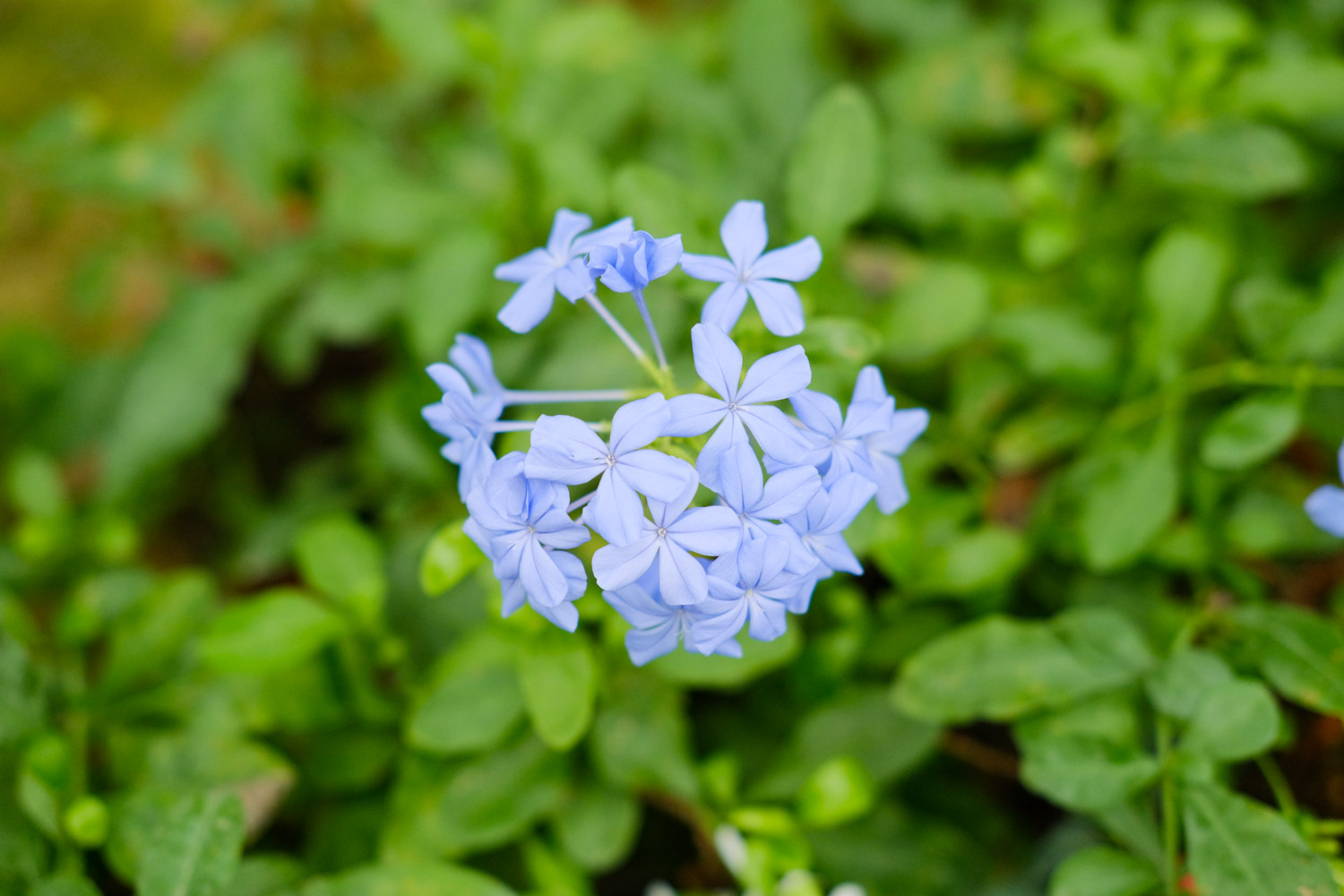 Plumbago Auriculata