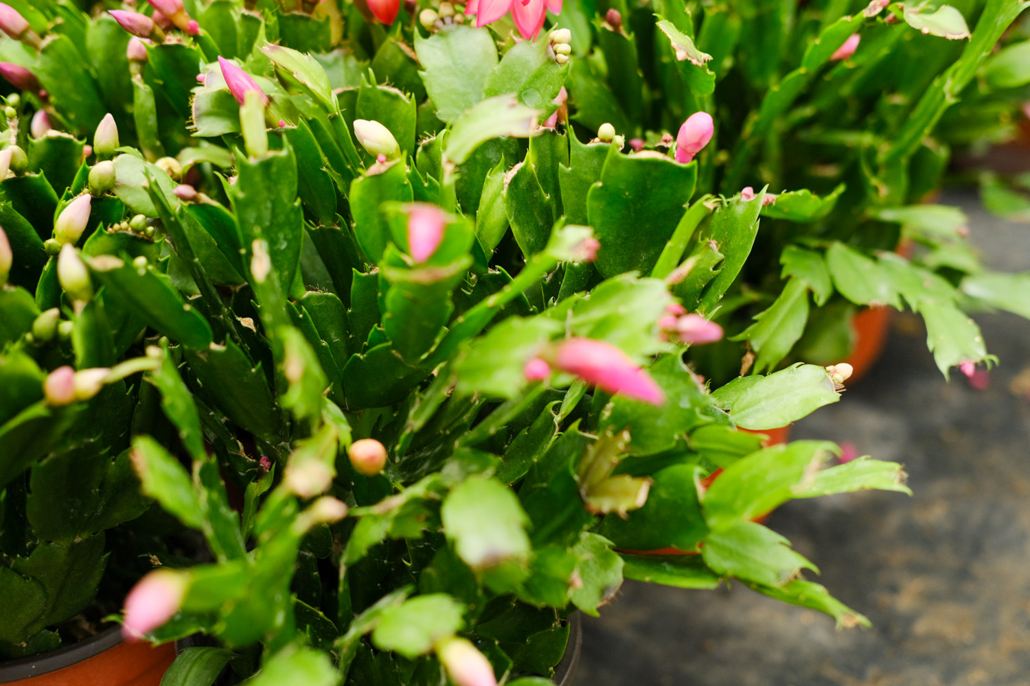 crab cactus