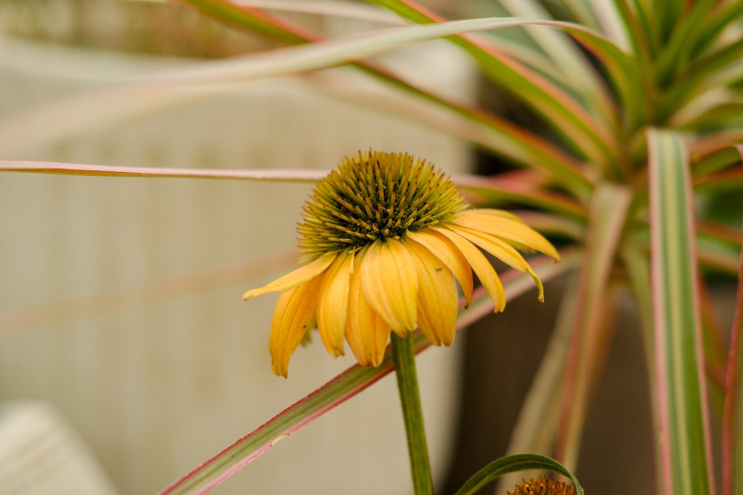 echinacea 