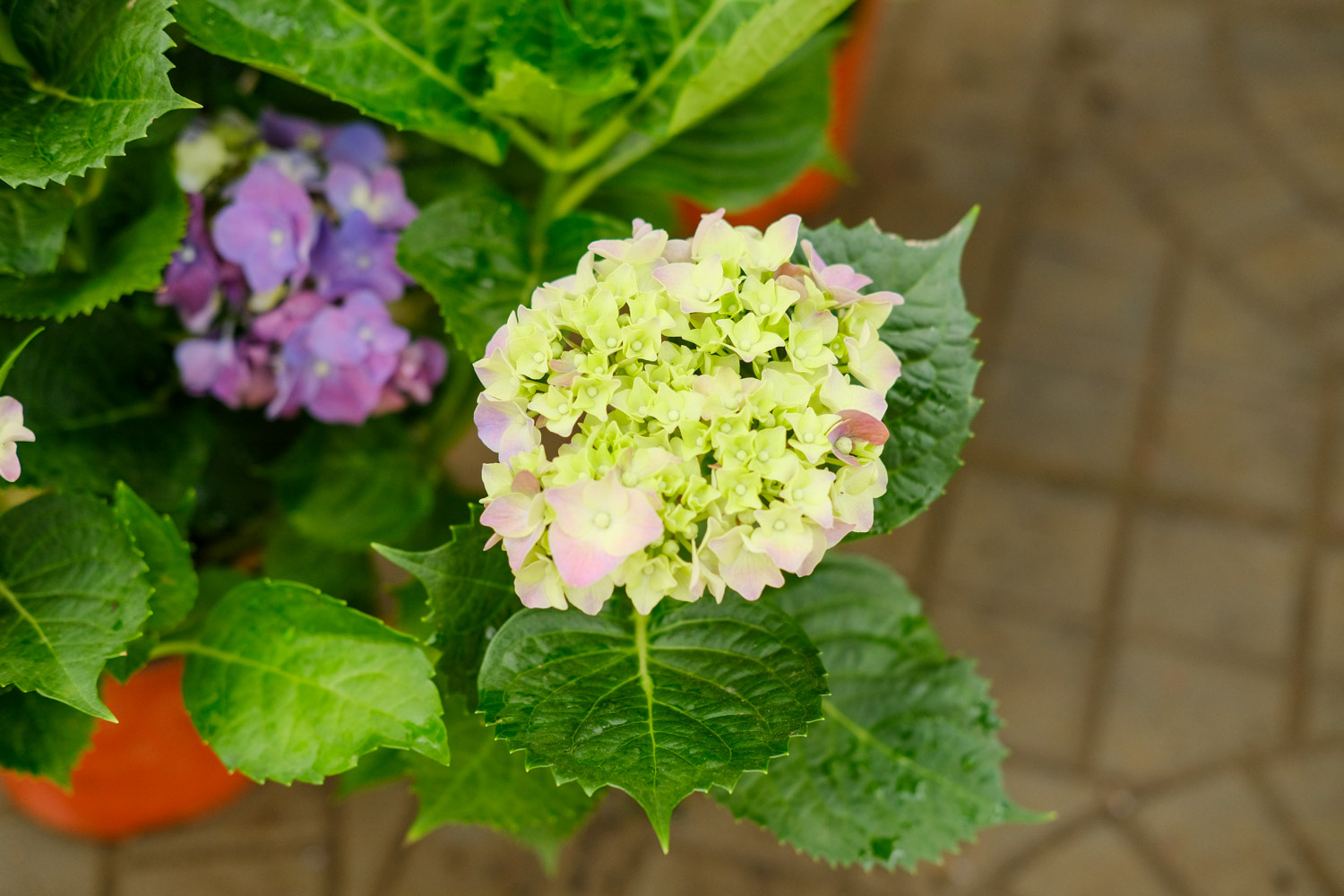 hydrangea