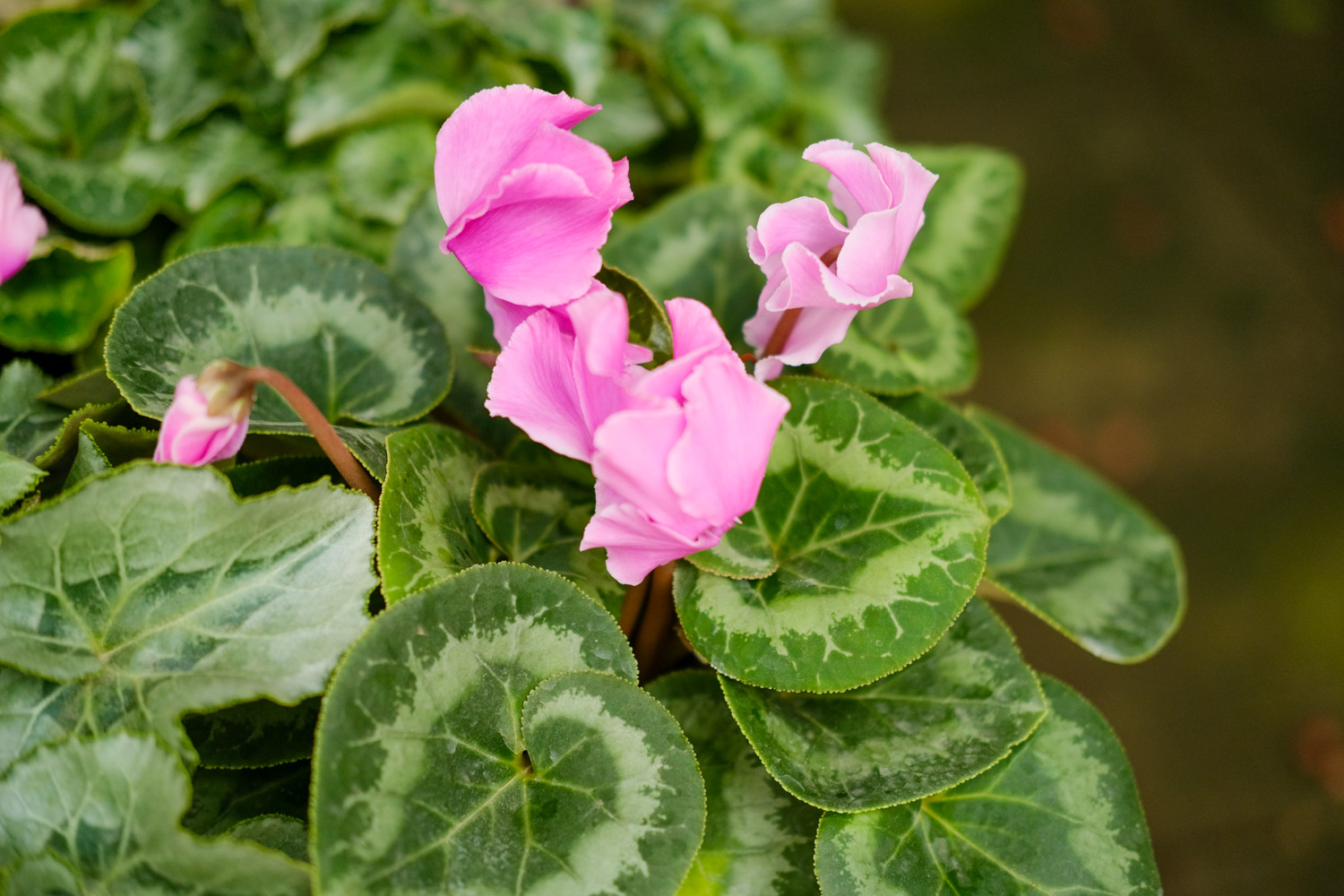 Cyclamen