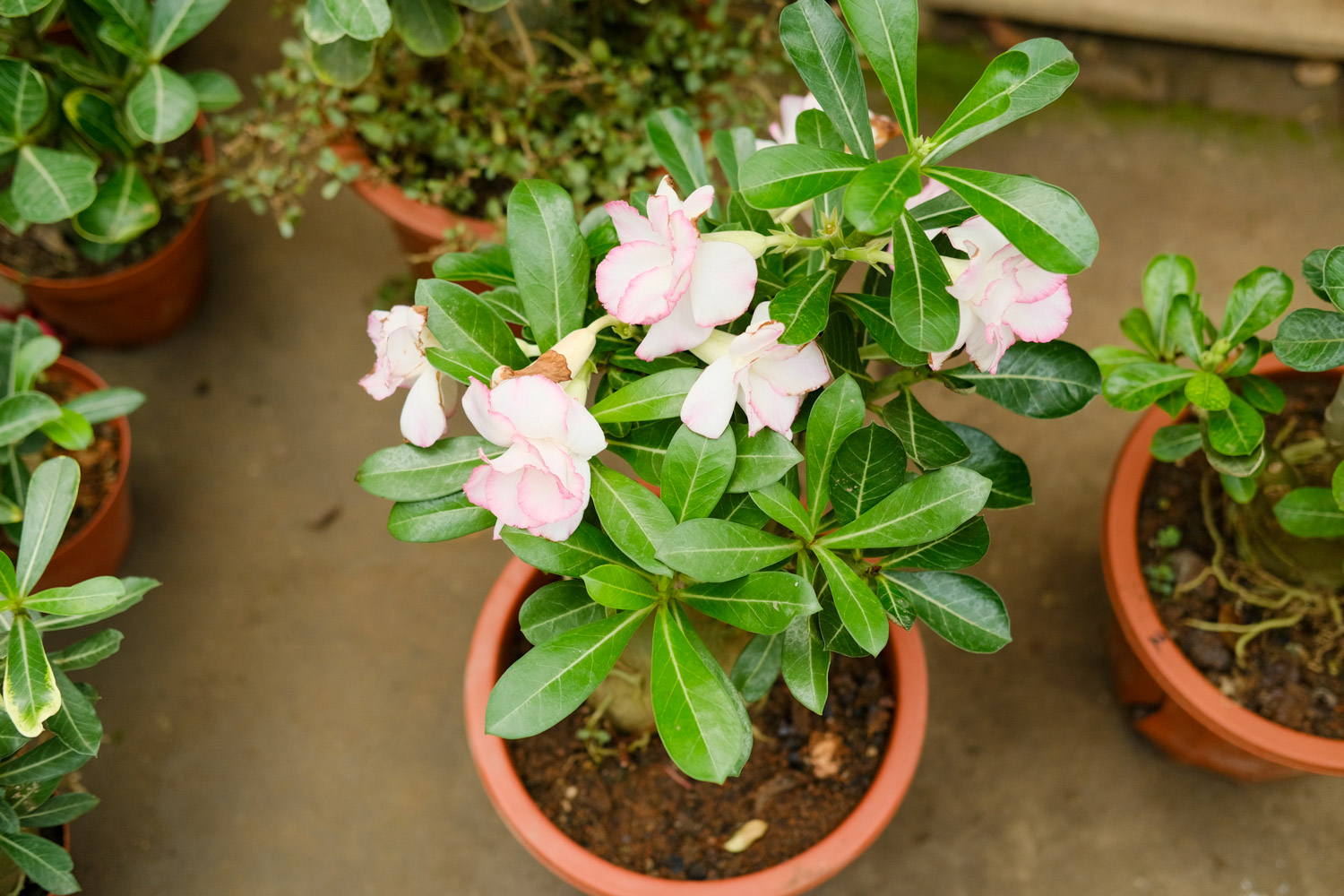 Adenium obesum