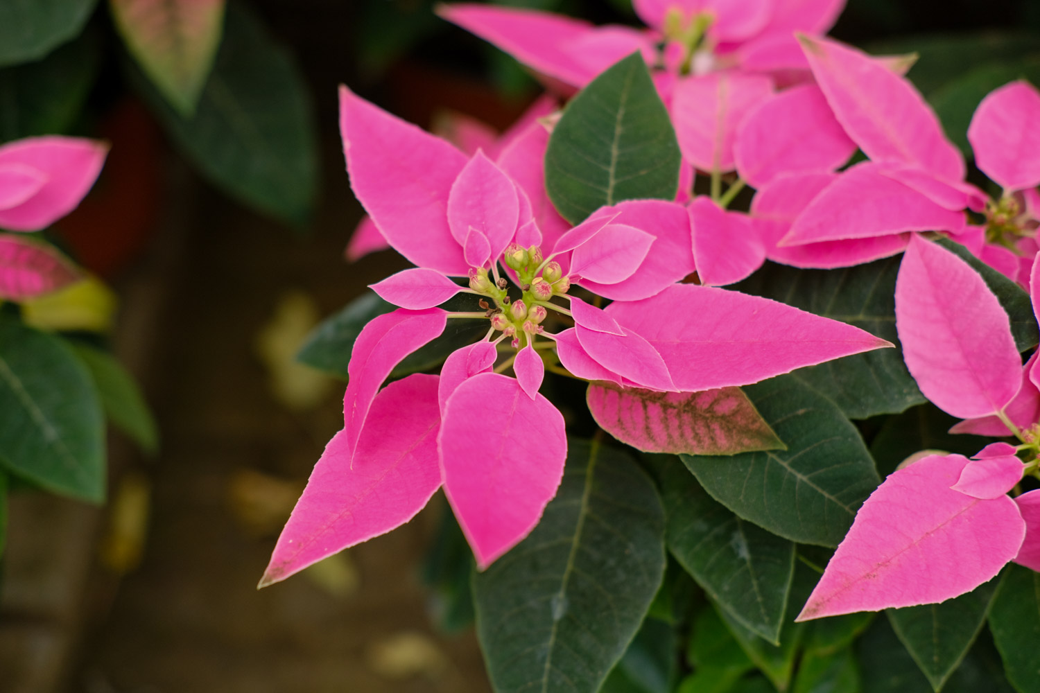 poinsettia