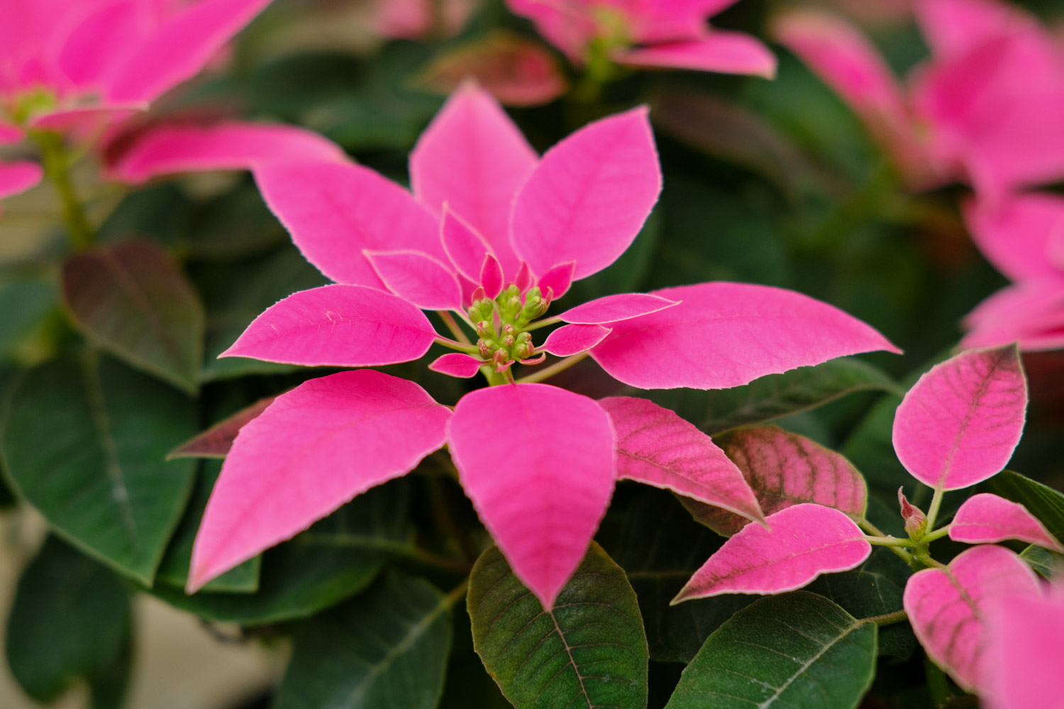 poinsettia