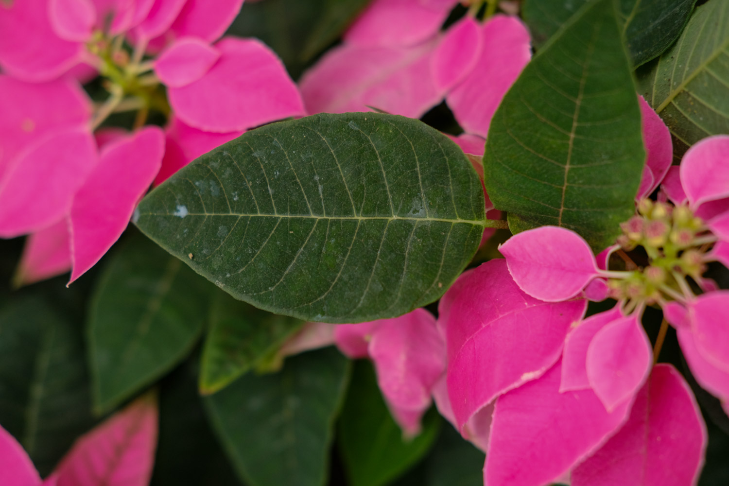 poinsettia