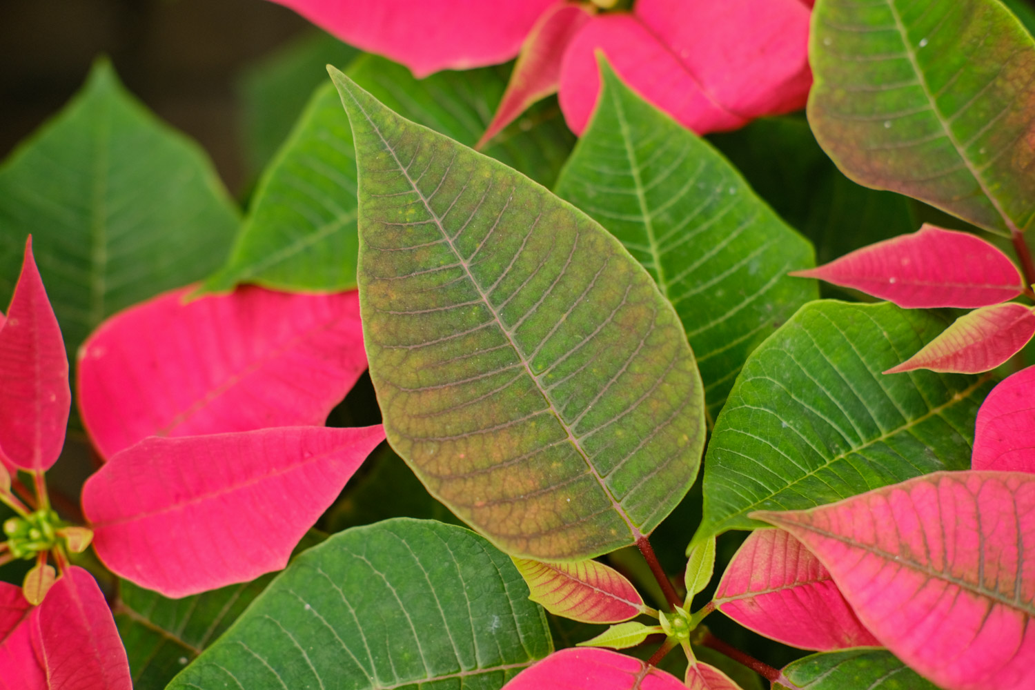 poinsettia