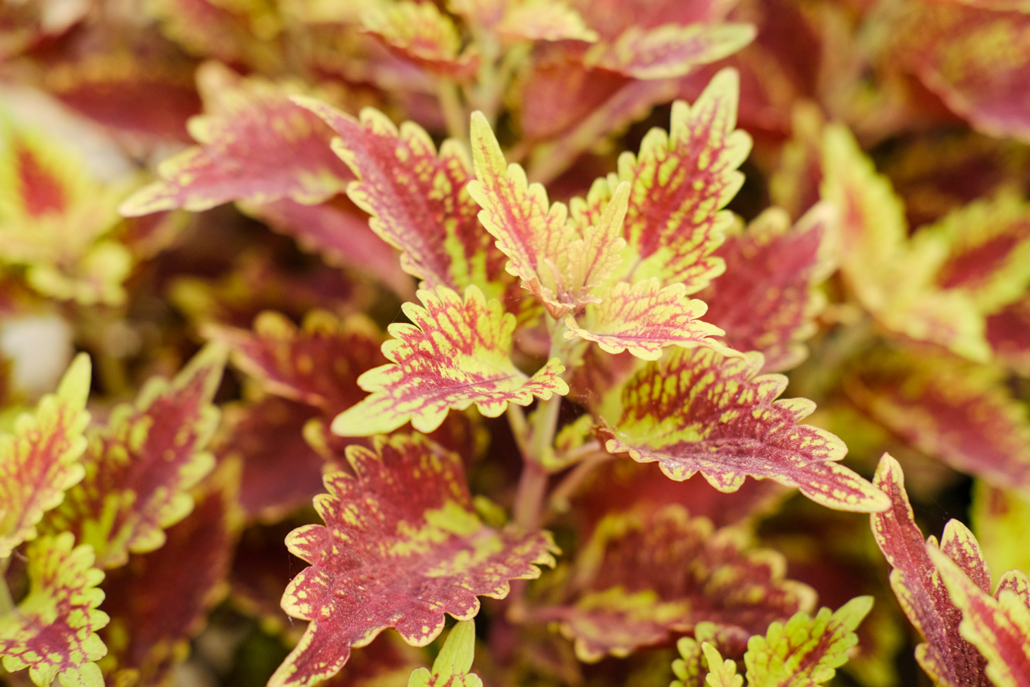 Coleus