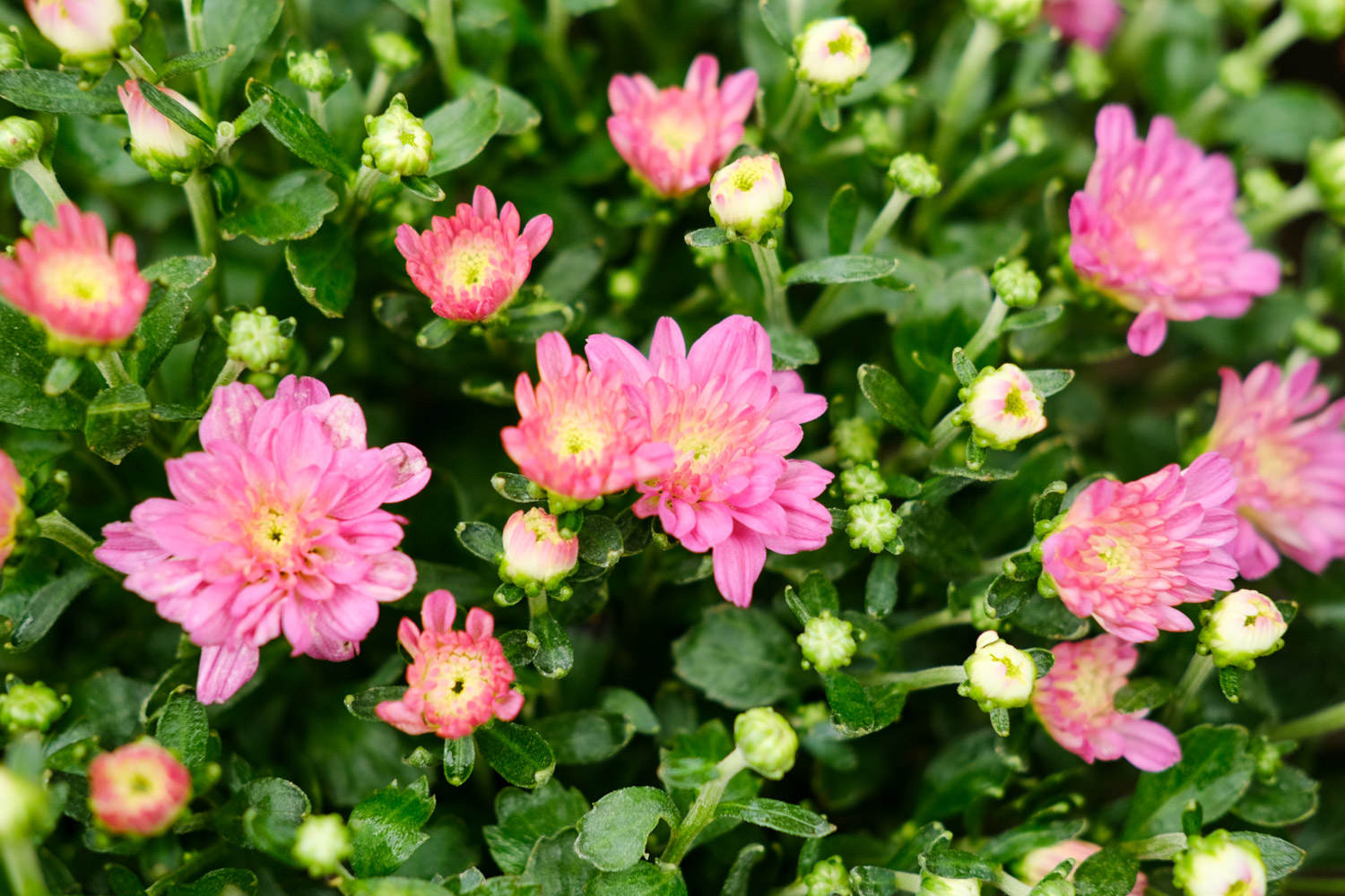 Chrysanthemum