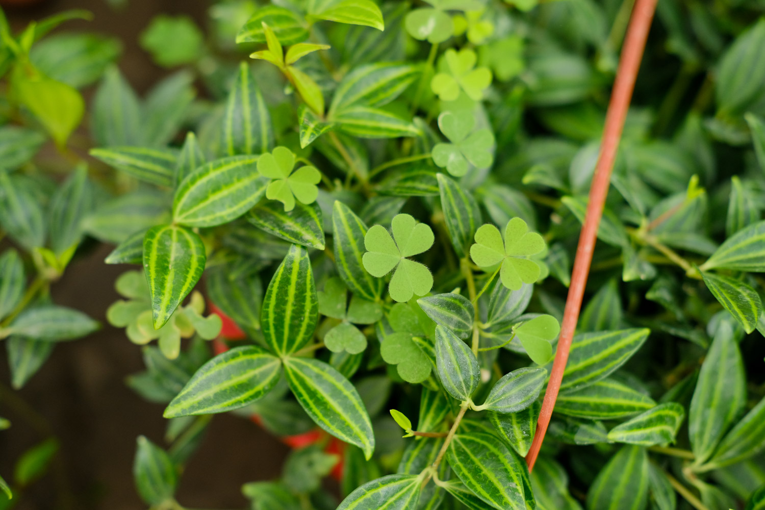 Peperomia puteolata