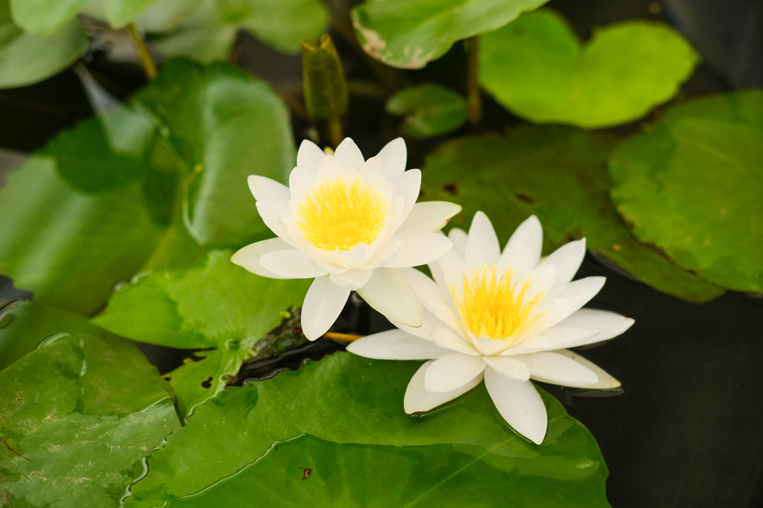 Water lilies