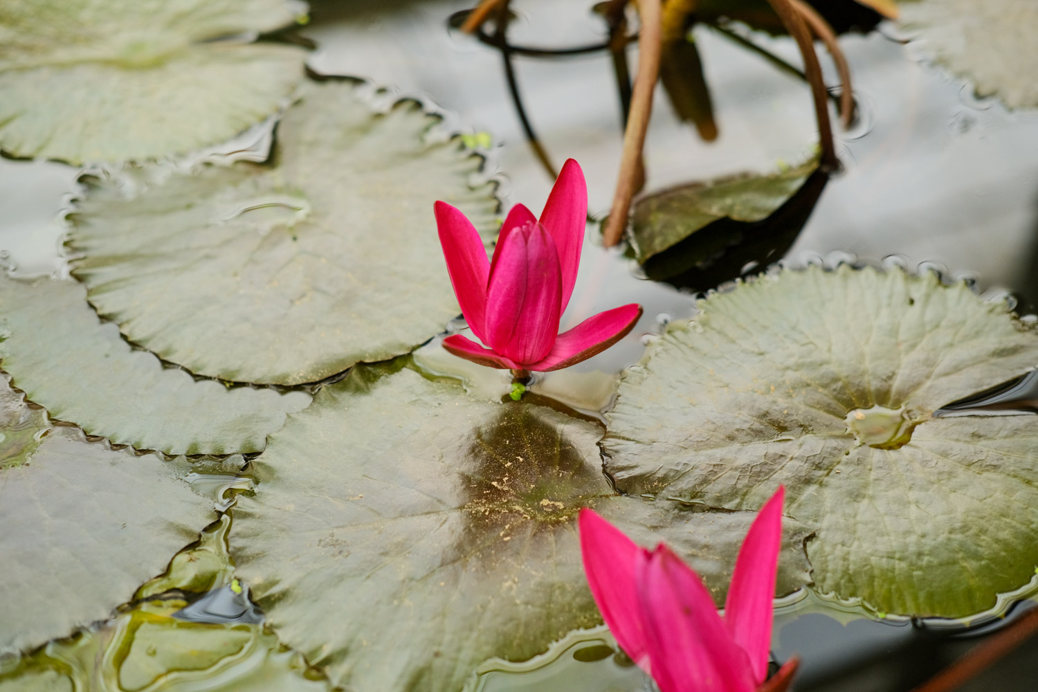 Water lilies