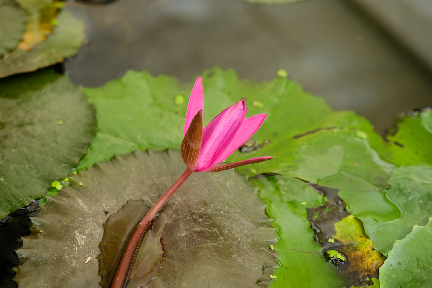 Water lilies