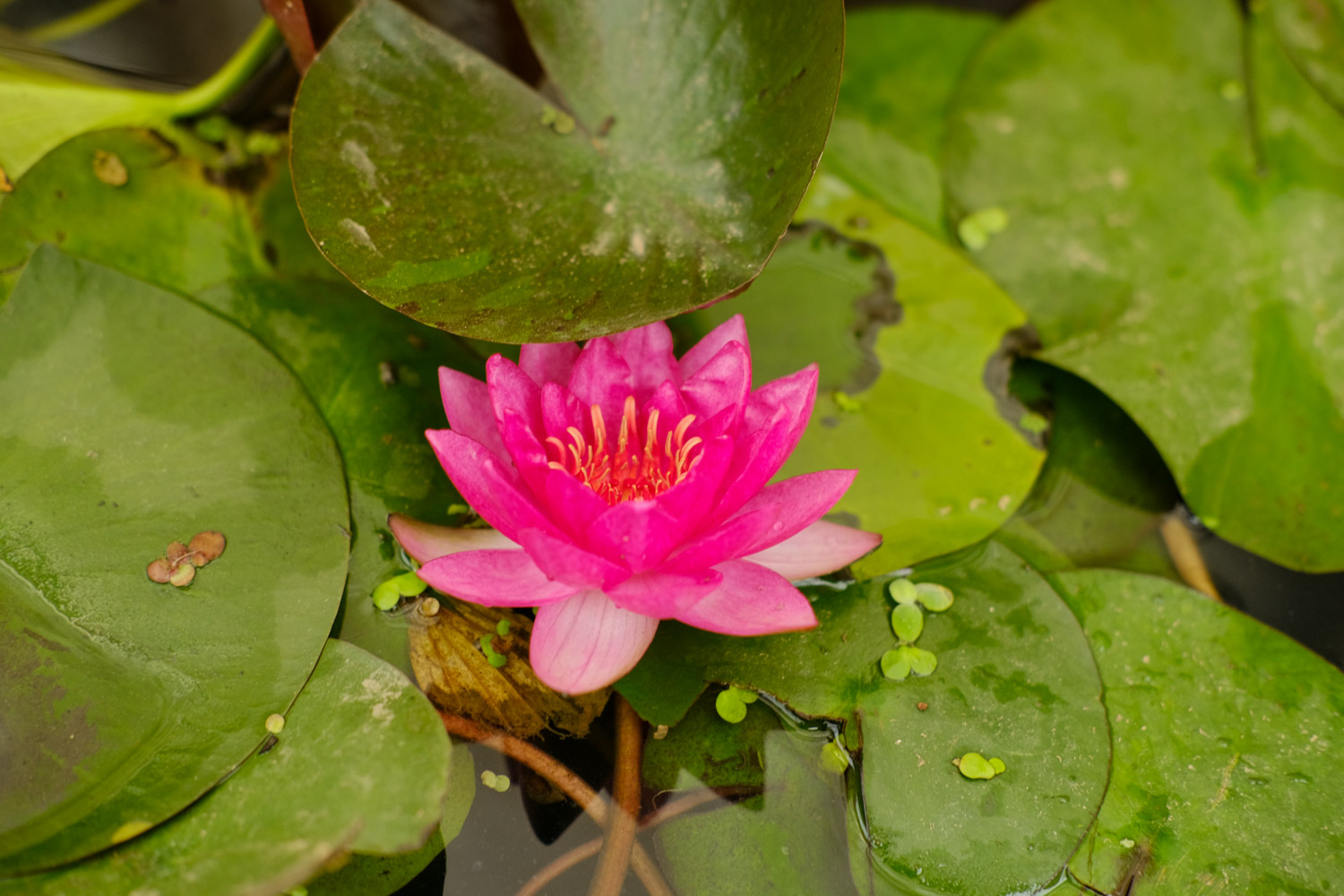 Water lilies