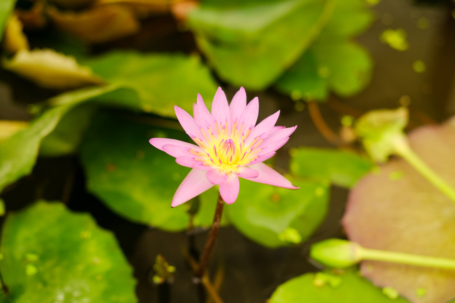 Water lilies