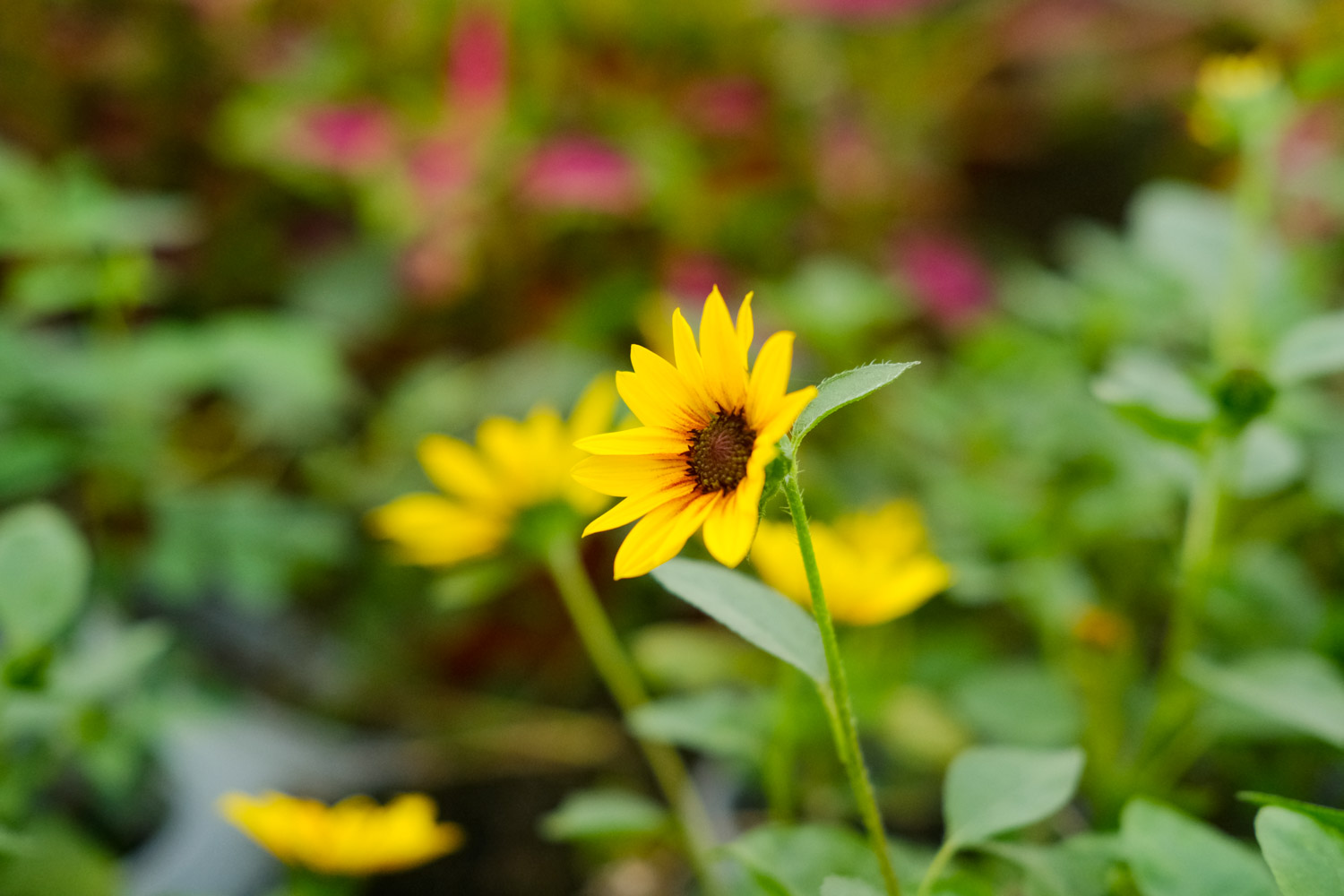 Sunflower