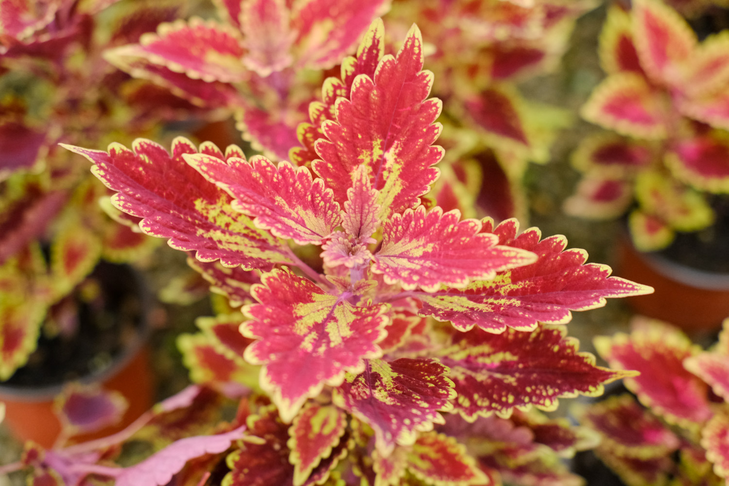 Coleus